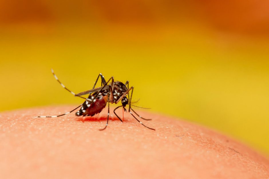 Saiba Mais Sobre Como Fazer O Tratamento Da Dengue Jpeg PartMed A